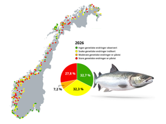Forskere har analysert skjellprøver fra over 70 000 laks for å undersøke om villaks er genetisk påvirket av rømt oppdrettslaks. Her tar de skjell fra en laks i Surna. Foto: Eva Thorstad/NINA