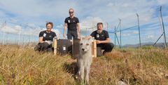 Fjellrev foran Kristine Ulvund, Craig Jackson og Toralf Mjøen fra NINA.