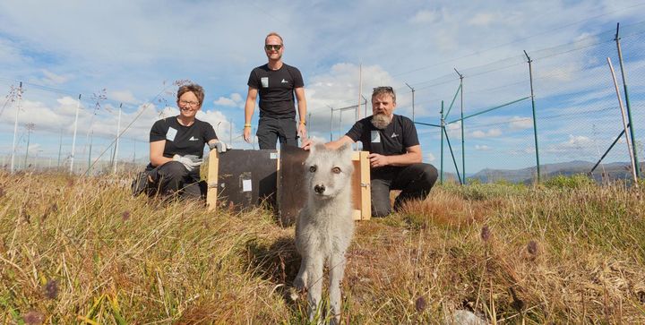Fjellrev foran Kristine Ulvund, Craig Jackson og Toralf Mjøen fra NINA.