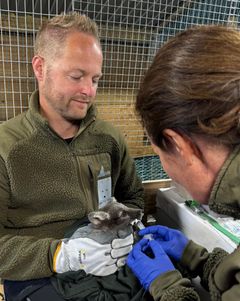 Seniorforsker Craig Jackson og veterinær Marianne Waldum Furnes fra NINA behandler en av årets valper i avlsstasjonen mot parasitter.