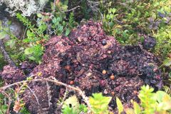 På høsten er bjørnens avføring gjerne mørk i fargen og inneholder ufordøyde rester av bær, planter og iblant insekter.