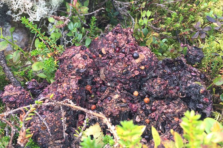 På høsten er bjørnens avføring gjerne mørk i fargen og inneholder ufordøyde rester av bær, planter og iblant insekter.