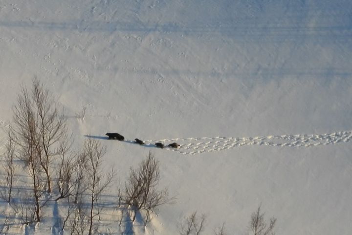 Jervemor og tre valper på vandring.