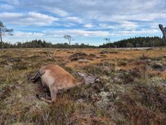 Felt hjortekolle på myr.