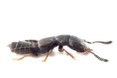 Platystethus capito er en dørstokkart som så langt bare er påvist innendørs i Norge.
