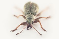 Pachyrhinus lethierryi er en av flere grønne løvsnutebiller som har spredt seg de senere årene. Arten er først og fremst er knyttet til thuja.