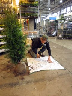 Anders Endrestøl samler insekter fra thuja.