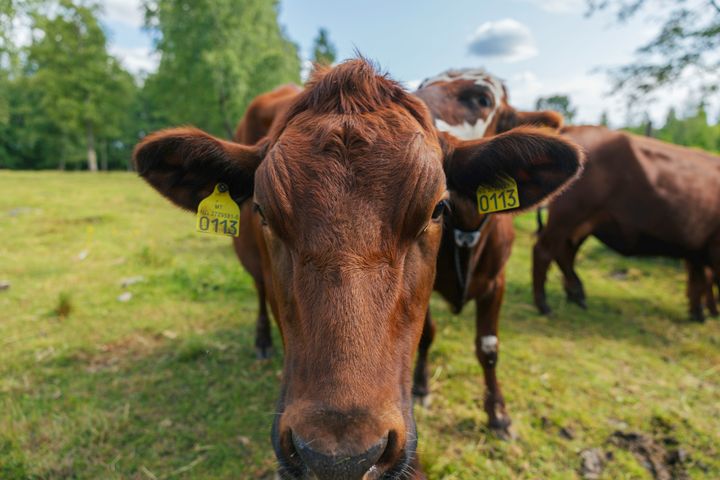 Årets etikk- og tillitsundersøkelse gjennomført av Opinion, viser 8 av 10 har høy tillit til landbruket