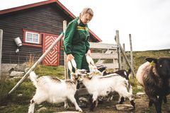 På Iungsdalshytta kan barna være med på stelling av dyrene og mating av geitekillinger.