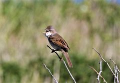 Fugleliv og naturlyder kom på topp da folk kåret hva de var mest redde for å miste av naturopplevelser. FOTO: Vibeke Karlsen