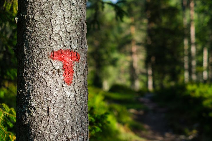 Rød T malt på en trestamme i skogen