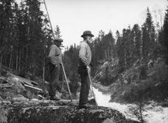 I den nye historiske vandreruten, "Allmenningsskogene på Hedmarken", kan du følge skogen og skogbrukets historie.