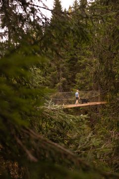 Bildet viser en person som går med en hund på en bru omgitt av tett skog.