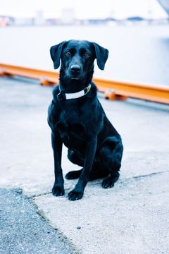 En sort tjenestehund sitter på asfalten, helt ved enden av bryggen ved havnen.