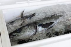 Beslagsåret 2024 var preget av rekordmengder beslag av fisk forsøkt smuglet ut av landet.