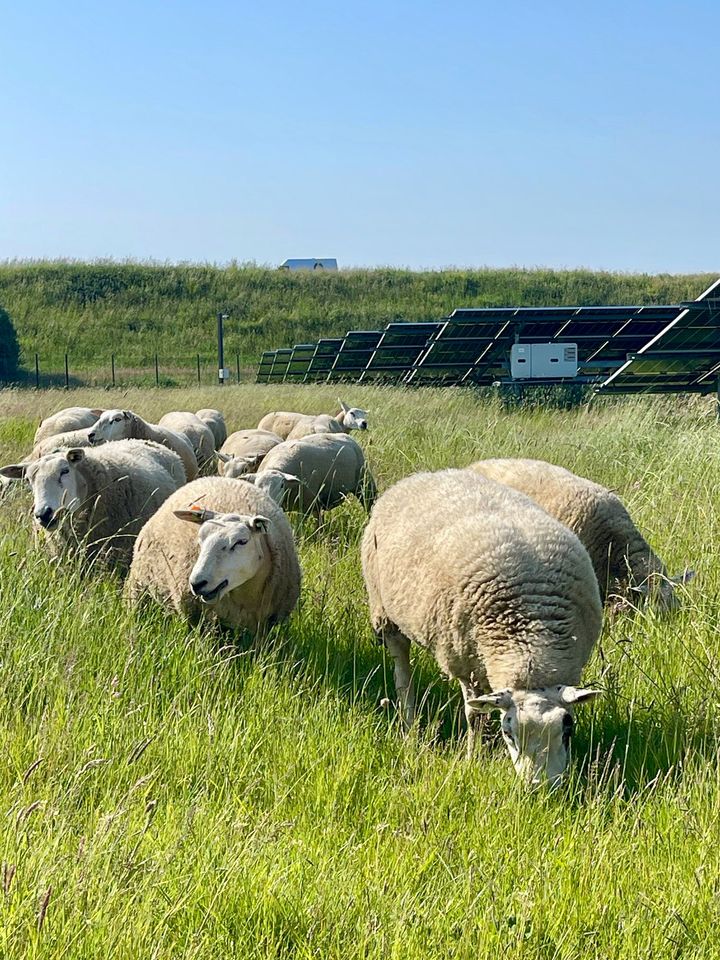 Sauer beiter på Energeias solkraftverk i Nederland