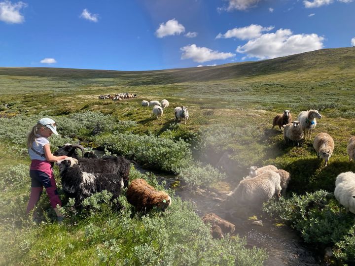 Håmmålsfjellet ligger, Innlandet fylke, på grensen mellom Tolga og Os kommuner i Nord-Østerdalen
