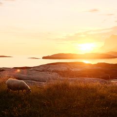 Sau i solnedgang som beiter i kystlandskap