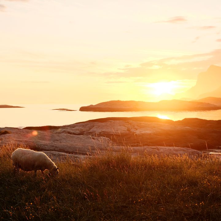 Sau i solnedgang som beiter i kystlandskap