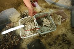 Korallene oppbevares i basseng frem til de skal brukes i eksperimentet. Til slutt skal korallene tilbake til havbunnen.