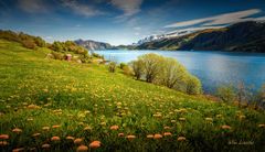 Førdefjorden er en av landets reneste og rikeste fjorder, hvor flere sårbare og truede arter fortsatt lever.
