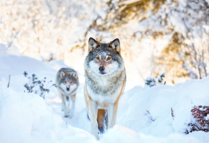 Våren 2023 var det 63-66 levende ulver i Norge, en nedgang på 31 prosent fra 2022. I vinterens jakt kan hele 49 ulver skytes.