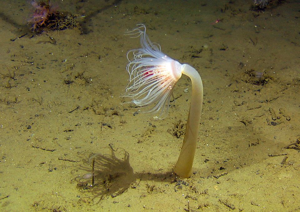 Gruvedrift På Havbunnen: – Helt Vanvittig! | Naturvernforbundet