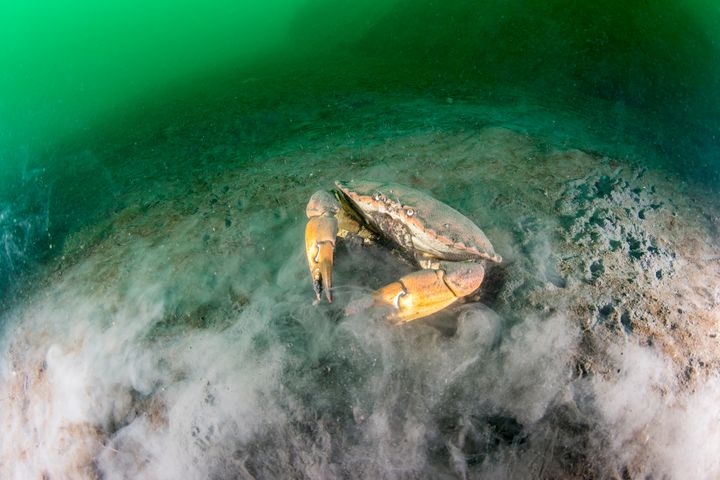 Krabbe på sjøbunn av gruveslam i Jøssingfjorden. Foto: Erling Svensen