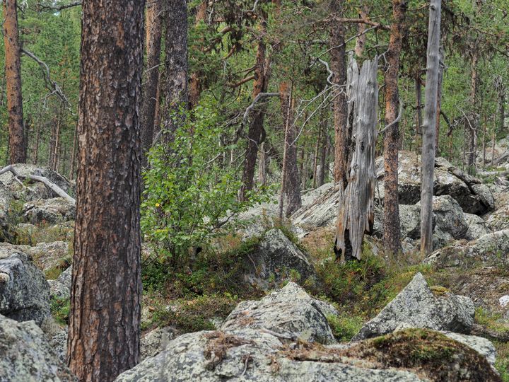 Vernet av gammel furuskog i Pasvik i Finnmark stanser opp hvis regjeringens forslag til statsbudsjett vedtas.