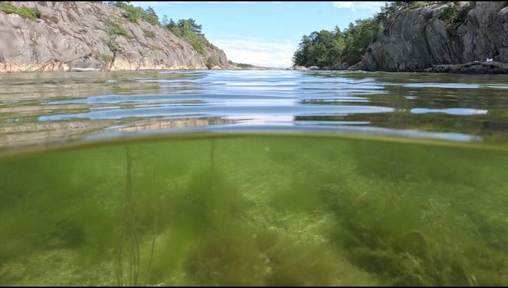 Utslipp av urenset kloakk og avrenning fra jordbruket fører til veskt av slimalger som lurv i sjøen. Den kan kvele fjordene og er svært skadelig for kysttorsk og andre fisker fordi den kan dekke over og kvele ålegressenger og tareskoger som fiskene er avhengige av.