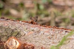 Fugleunge i skog etter flatehogst i Fredrikstad.