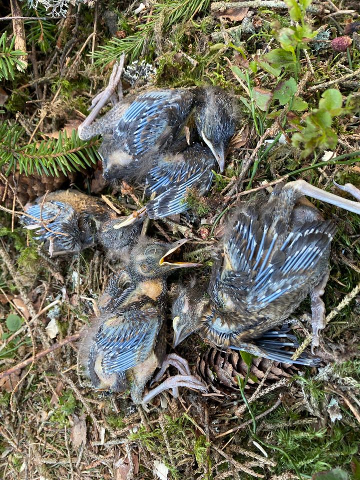 Hogst i hekketiden dreper tusenvis av fugleunger. Her fra hogst i fjor vår i Fredrikstad, da Heidi Oskarsen fant døde trostunger i hogstavfallet.