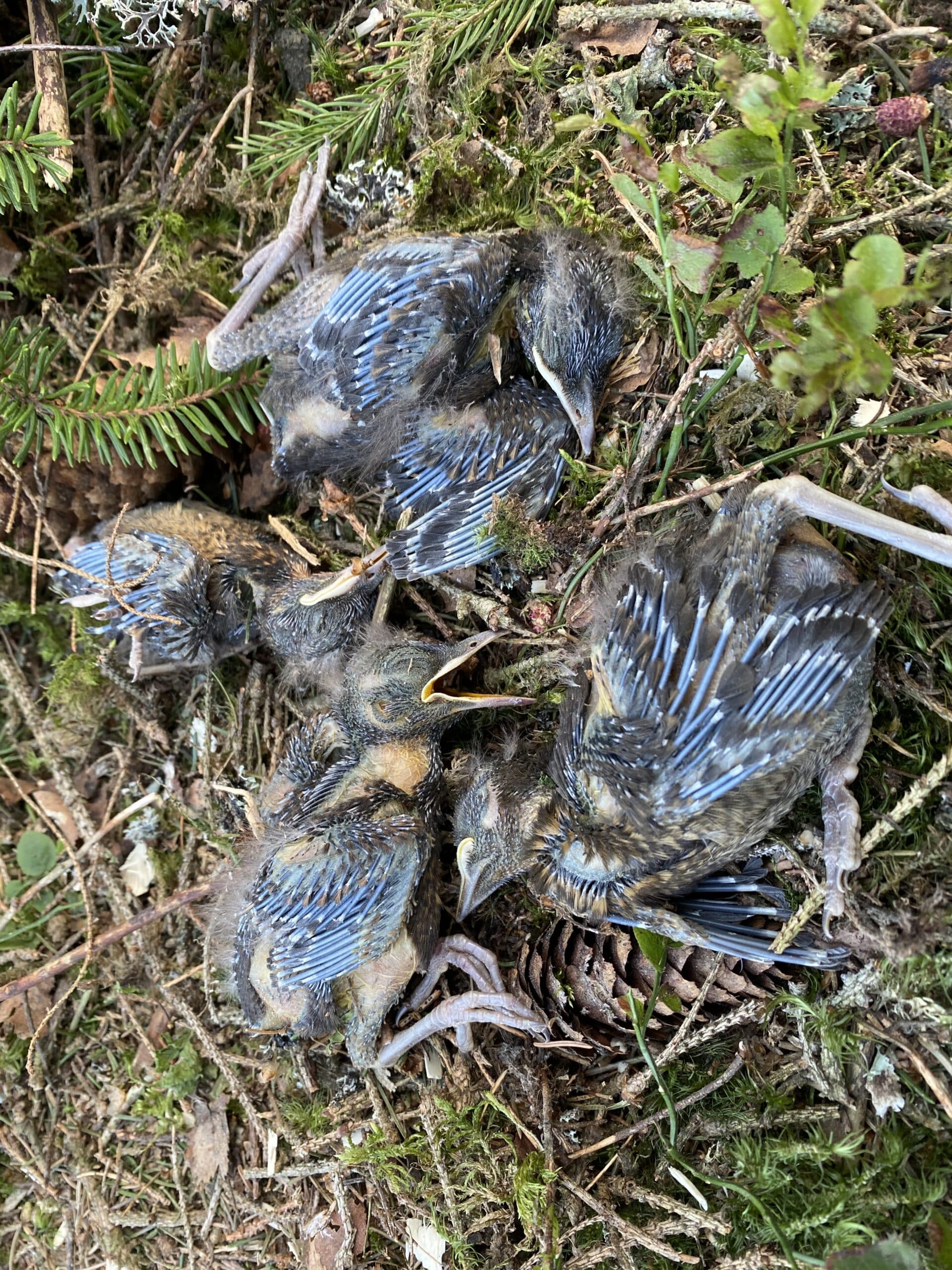 Krever forbud mot hogst i hekketiden