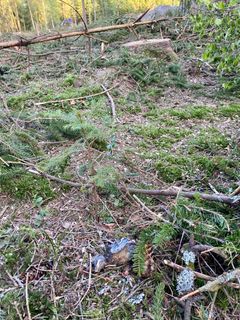 Vanlig syn i skogen om våren. I hogstavfallet etter flatehogst i Fredrikstad i 2025 ligger det døde trostunger.