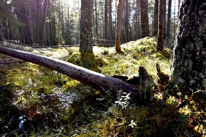 Veltet tre i skog