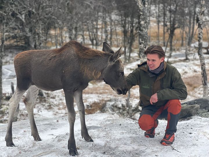 Elgkalven Olav sammen med Andreas på Langedrag Naturpark