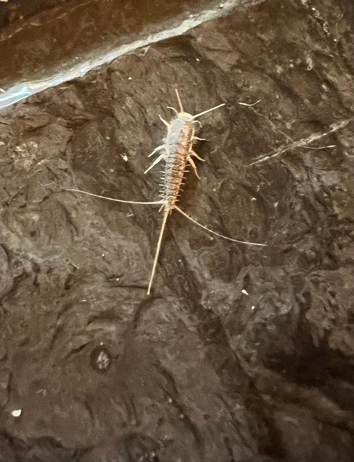 Skjeggkre gjør ingen direkte skade, men kan være brysomme