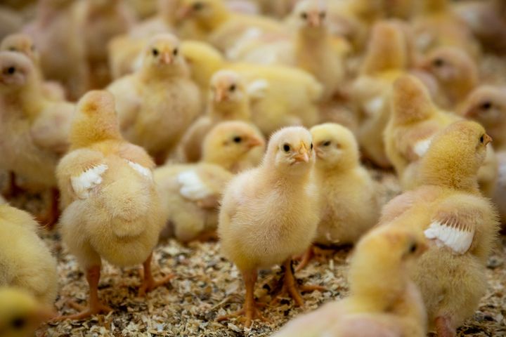 I noen flokker kan det forekomme en dødelighet på over 10 prosent i løpet av kyllingenes første leveuke. Illustrasjonsfoto: Shutterstock