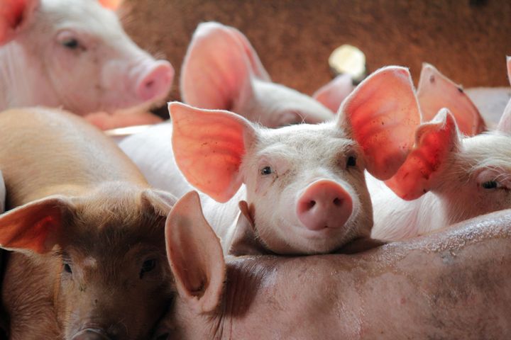 Antibiotikaresistens fortsetter å være en global helse- og dyrehelsetrussel. Illustrasjonsfoto: Shutterstock
