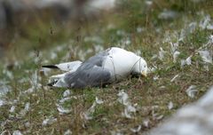 Bilde av død krykkje i forbindelse med fugleinfluensautbruddet i Nord-Norge i sommer. Foto: Jan Harald Tomassen, Statsforvalteren i Troms og Finnmark