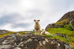 Veterinærinstituttet har påvist blåtunge hos sau i Kristiansand kommune. Foto: Shutterstock