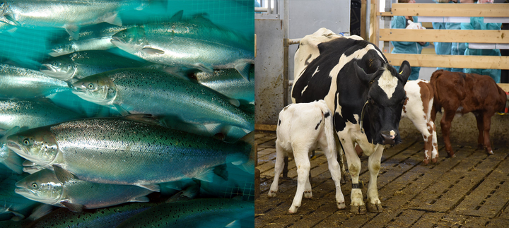 Invitasjon til å bli med i europeisk nettverk for dyrevelferd. Målet er å kartlegge og analysere hvordan dyrevelferd måles fra gård til slakteri, og fra fiskens produksjon til slakting. Illustrasjoncollage:  Foto: Rudolf Svensen/Mari M. Press, Veterinærinstituttet