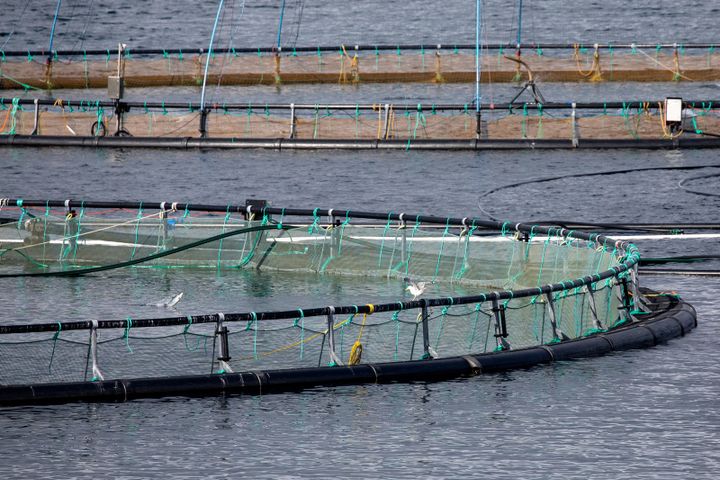 Flere områder har hatt en nedgang i dødelighet hos oppdrettslaks, mens Produksjonsområde 6 Nordmøre og Sør-Trøndelag hadde en klar oppgang. Foto: Eivind Senneset, Veterinærinstituttet