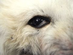 Den syke reven var en tynn, voksen hann som ble avlivet etter unormal adferd. Foto: Ingunn Ruud, Veterinærinstituttet