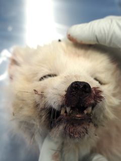 Reven manglet de fleste framtennene og hadde store sår i munnslimhinnen. Foto: Ingunn Ruud, Veterinærinstituttet