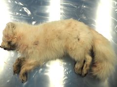 Sysselmesteren på Svalbard sendte fjellrevkadaveret til Veterinærinstituttet på Ås for rabiesundersøkelse. Foto: Ingunn Ruud, Veterinærinstituttet