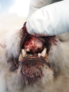 Reven manglet de fleste framtennene og hadde store sår i munnslimhinnen. Foto: Ingunn Ruud, Veterinærinstituttet
