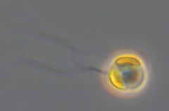 Celle av Chrysochromulina leadbeateri sett med differensiell interferenskontrast (DIC) lysmikroskopi. De er små mikroflagellater, 5-8 µm i diameter, med to flageller, et haptonema og to kloroplaster.