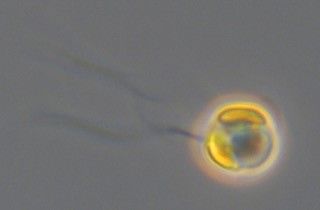 Celle av Chrysochromulina leadbeateri sett med differensiell interferenskontrast (DIC) lysmikroskopi