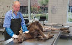 Elgkalv som skal obduserast ved Veterinærinstituttets obduksjonssal.